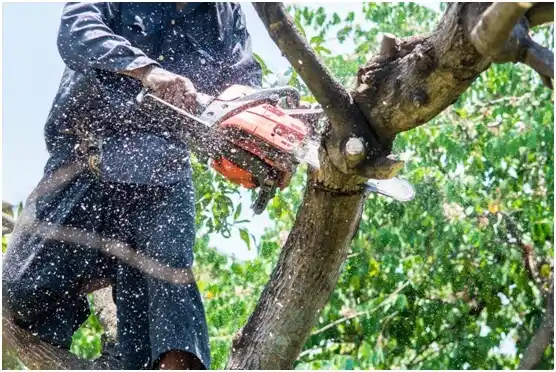 tree services Sheridan